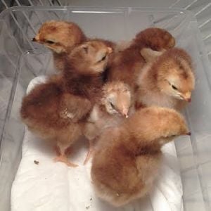 RIR chicks - Underwood Line