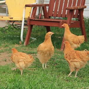 The gals exploring the garden last spring.