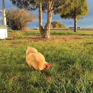 hunting for grasshoppers