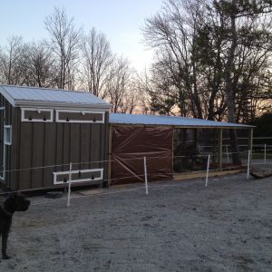 Chickens were a little perturbed at me for putting up the 6 x 8 tarp, at least it's not blue.
I tried to find clear ones, but here in Ontario no such luck.  Next time I'm in the states will pick some up.
In the foreground is my trusted farm buddy 'Duke' a Bouvier des Flandres
I keep his hair short, given the fact he is a farm dog, that also lives in the house with us.