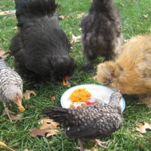 Eating a Thanksgiving meal.