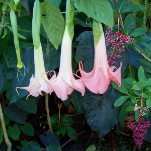 Miss Emily McKenzie Brugmansia