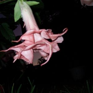 One of my brugmansia hybrids (one I created- not named yet)