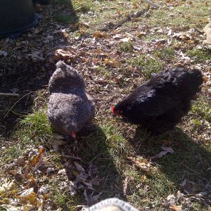 Lacy and Lola-the cochin banty sisters