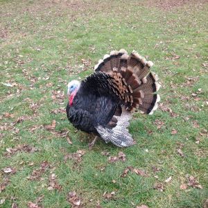 Chuck T 6 mo. (11/23/12)