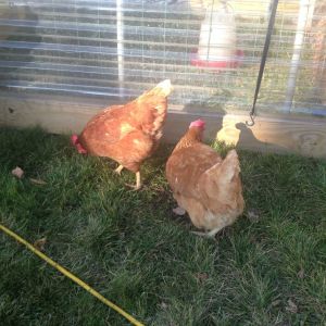 2 of the girls