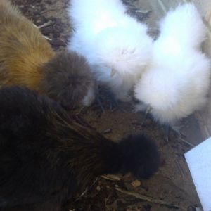 Pickles , Snickers , BubbaGump & Booger. :)