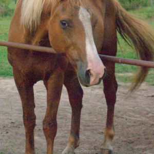 Bucky- Breeding Stock Paint