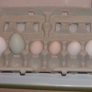Andromedas first egg - XL!
From left: Store, E.E., 2 Cubalaya, 2 Ancona