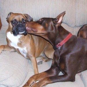 Roxie (RIP) and Diego