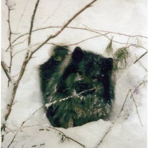 Sasha- my "soul mate dog".  RIP