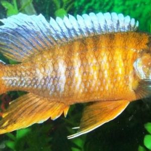 Peacock African Cichlid color: Eureka red