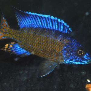 Ngara Flametail