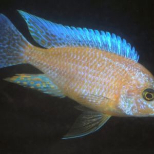 Strawberry Peacock Cichlid