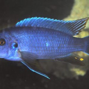 forgot how to spell this one.  I call him a Dr. Seuse fish.