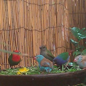 I also have gorgeous Finches - Blue Caps (my Fav) Tanimbars,Gouldians , & Cutthroats