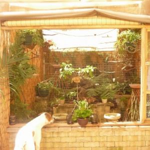 Aviary and where chicks go till bigger