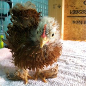 Ruffy born on 9/11/12