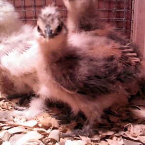 Two partridge/blue partridge chicks hatched from Sebrightmom's eggs. I love the coloring on these chicks. Can't tell in the pics, but a couple of them have loads of blue. My daughter is going to pick the best pair of these and show in the variety.