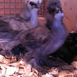 Two more silkie chicks hatched from Mary Robbins eggs.