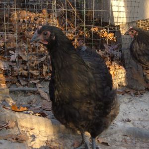 11 weeks
Front: Black pullet?
Back: Blue runt pullet?
