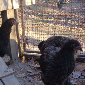 11 weeks
Left: black pullet?
Front: blue cockerel
Back: blue runt pullet?