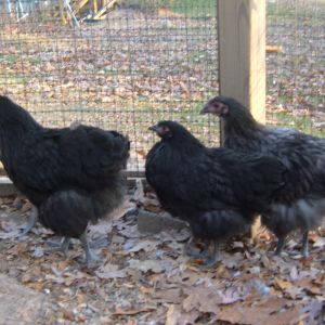 11 weeks
Left: Black pullet?
Middle: Black pullet
Right: Blue runt pullet?