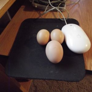 I just found 2 Small eggs in my coop today,I have missed checking it the last 2 days, So 1 or 2 of my girls have Begun LAYING, ( SCREEEEEEM! ) :D         Nov,26,2012

Here they are next to one of my moms Regular sized eggs.