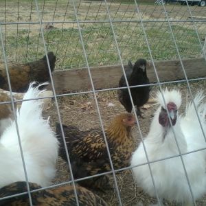silkie roos and mutt hens
