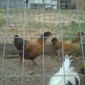 silkie roos and mutt hens