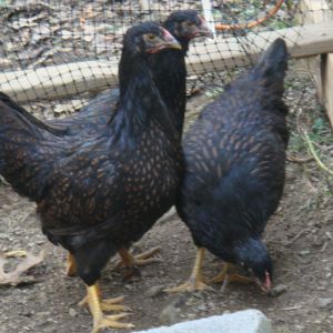 the young barnevelders