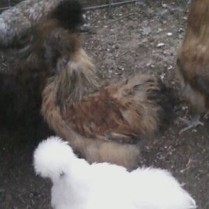 SILKIE ROO I SOLD