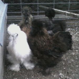 SOME OF THE SILKIE HENS