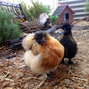 My Saddos in the Rain