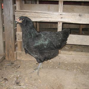 Jersey Giant/Easter Egger cross pullet. Huge!