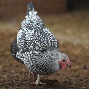 Silver Lace Wyandotte just got my first egg two days ago.