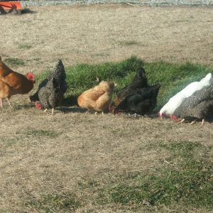 My Buff Boy , 3 barred rocks, Henny Penny my buff girl, 1 white rock and my 2 sex links Tangarine and Volley.