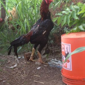 BBR O Shamo stag 1 year old.