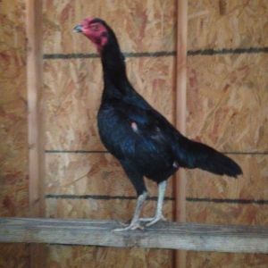 O Shamo pullet 12 months old