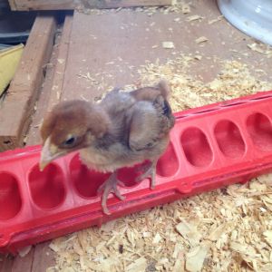 This is a Red O Shamo chick that hatched the beginning of December. I haven't ever hatched this color before.