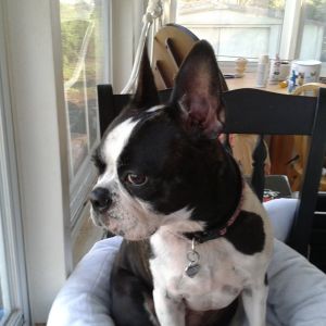 My Baby Datsun My Frenchton :)