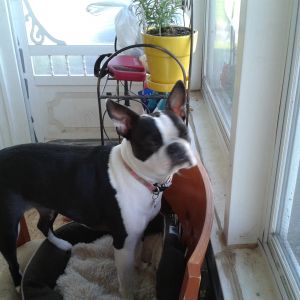 My Stinkbug YaYa My Boston :)