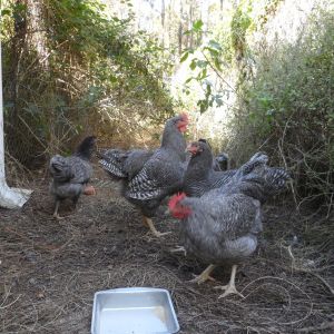 The whole gang. At 4 months old they are huge!! I can't wait to see them next year.