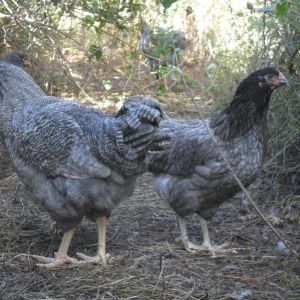 Blue Roo & his pullet