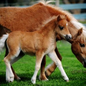 This is Aurora she is our 2012 filly shown with her dam Gracie