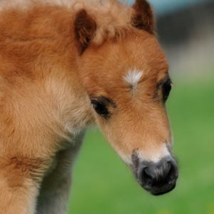 Silver Birchs Aurora 2012 filly