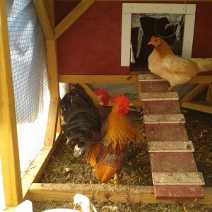 Sheldon reddish colored rooster