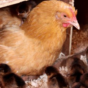 broody buff orpington