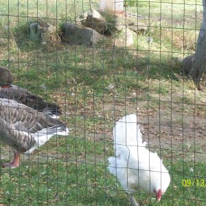 Toulouse Geese