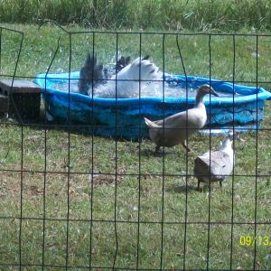 Toulouse goose George